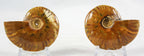 Ammonite Pair