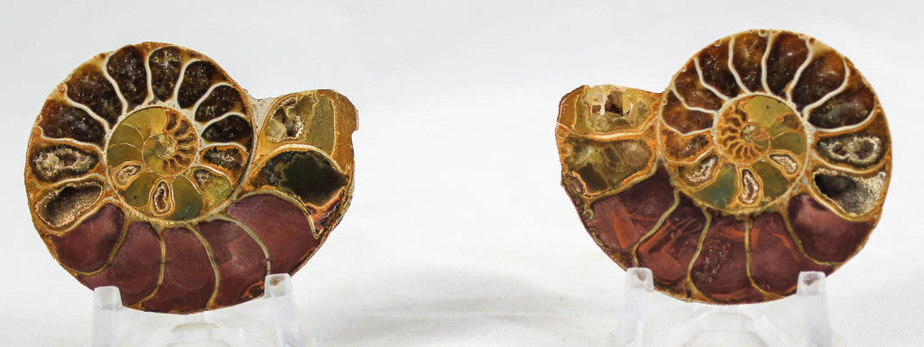 Ammonite Pair