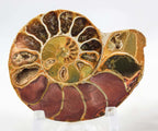 Ammonite Pair
