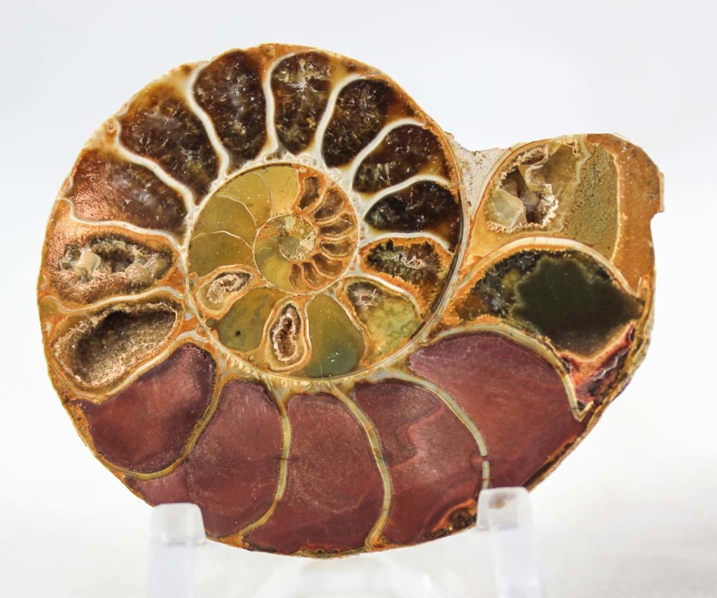 Ammonite Pair
