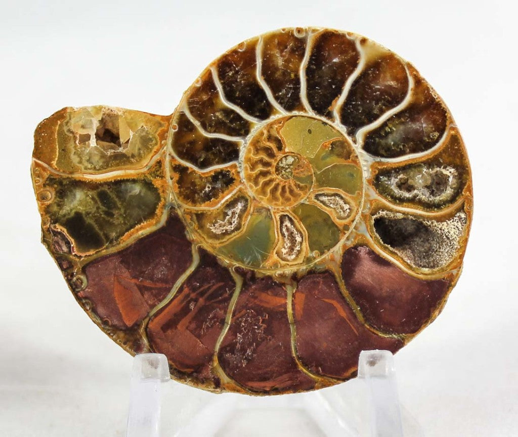 Ammonite Pair