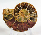 Ammonite Pair