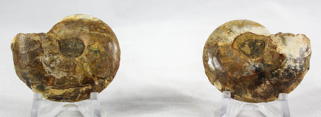 Ammonite Pair