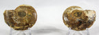 Ammonite Pair