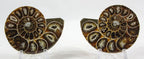 Ammonite Pair