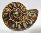 Ammonite Pair