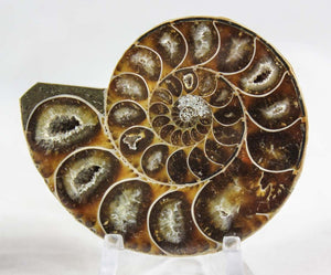 Ammonite Pair