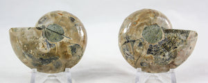 Ammonite Pair