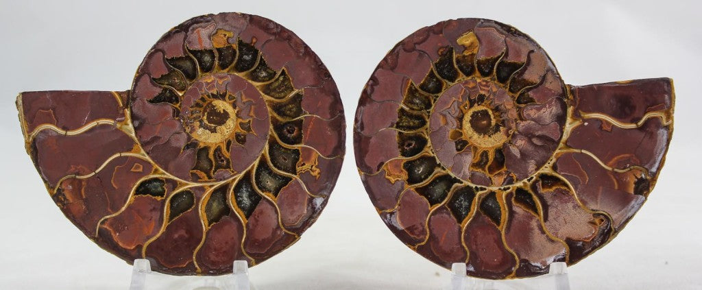 Ammonite Pair
