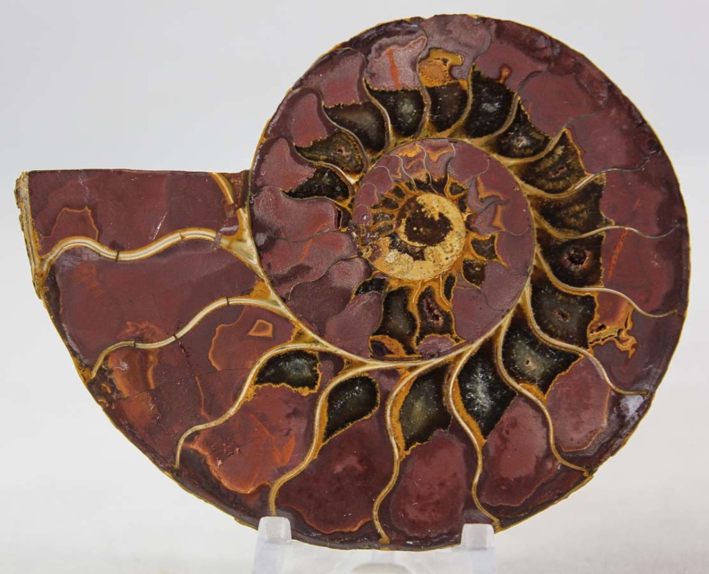 Ammonite Pair