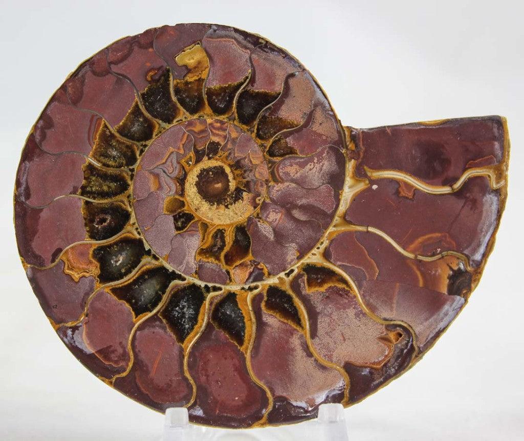 Ammonite Pair