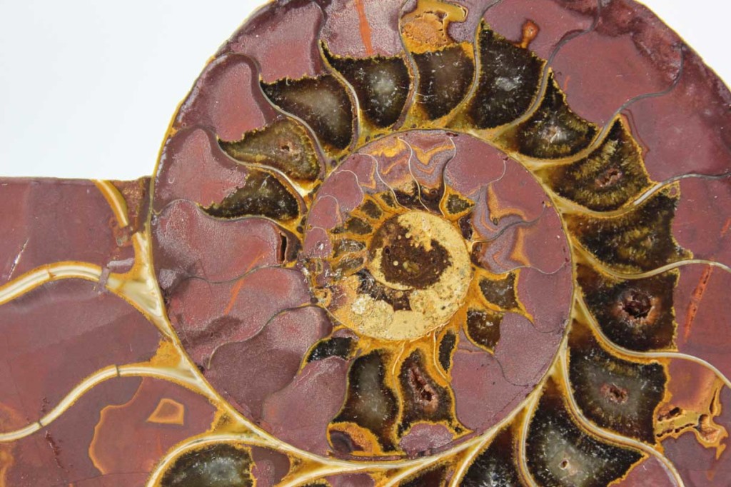 Ammonite Pair