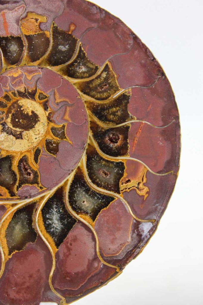 Ammonite Pair