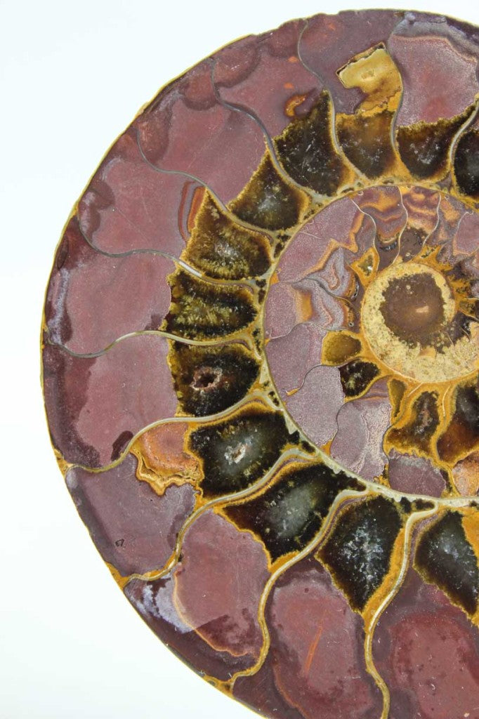 Ammonite Pair