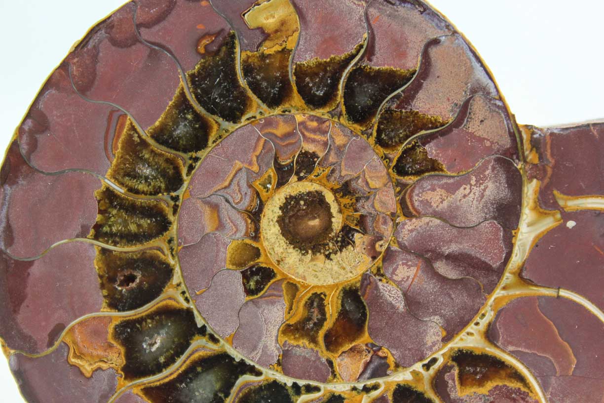 Ammonite Pair