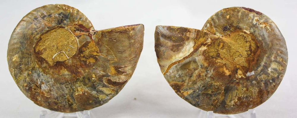 Ammonite Pair