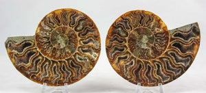 Ammonite Pair