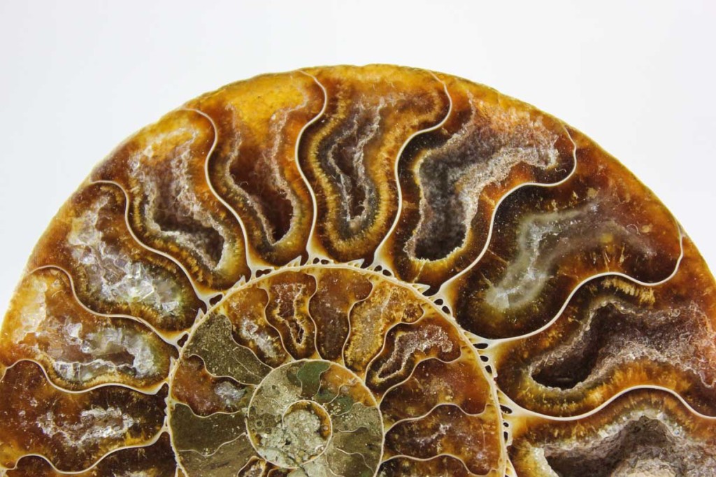 Ammonite Pair