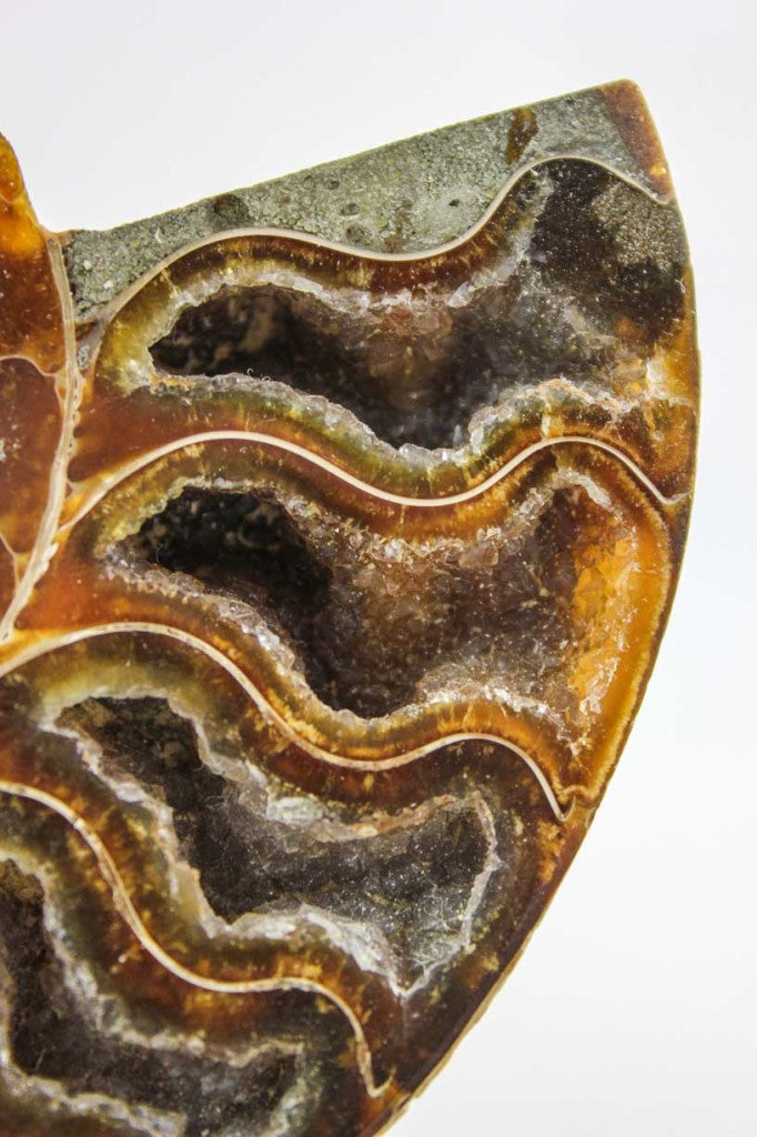 Ammonite Pair
