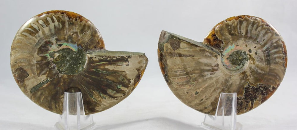 Ammonite Pair