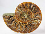 Ammonite Pair