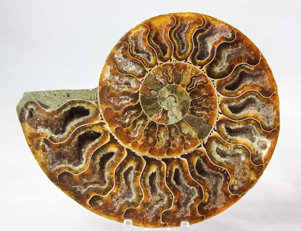 Ammonite Pair