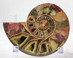 Ammonite Pair