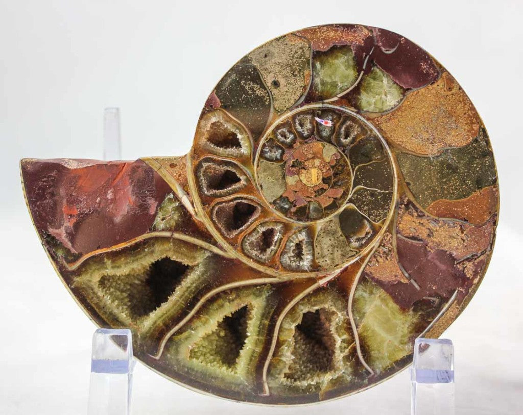 Ammonite Pair