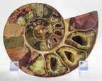 Ammonite Pair