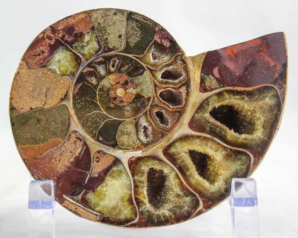 Ammonite Pair