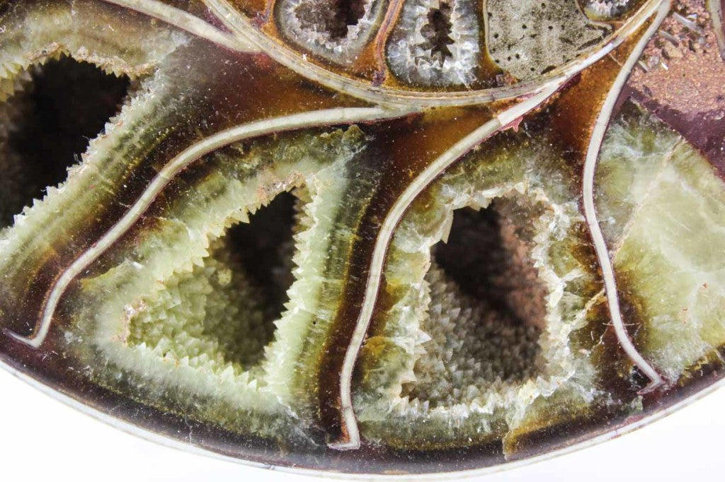 Ammonite Pair