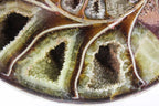 Ammonite Pair