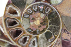 Ammonite Pair