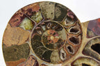 Ammonite Pair