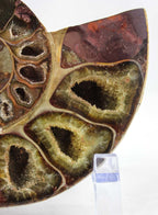 Ammonite Pair