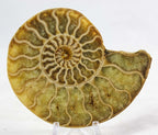Ammonite