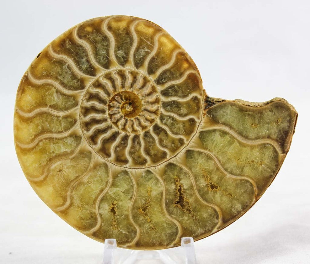 Ammonite