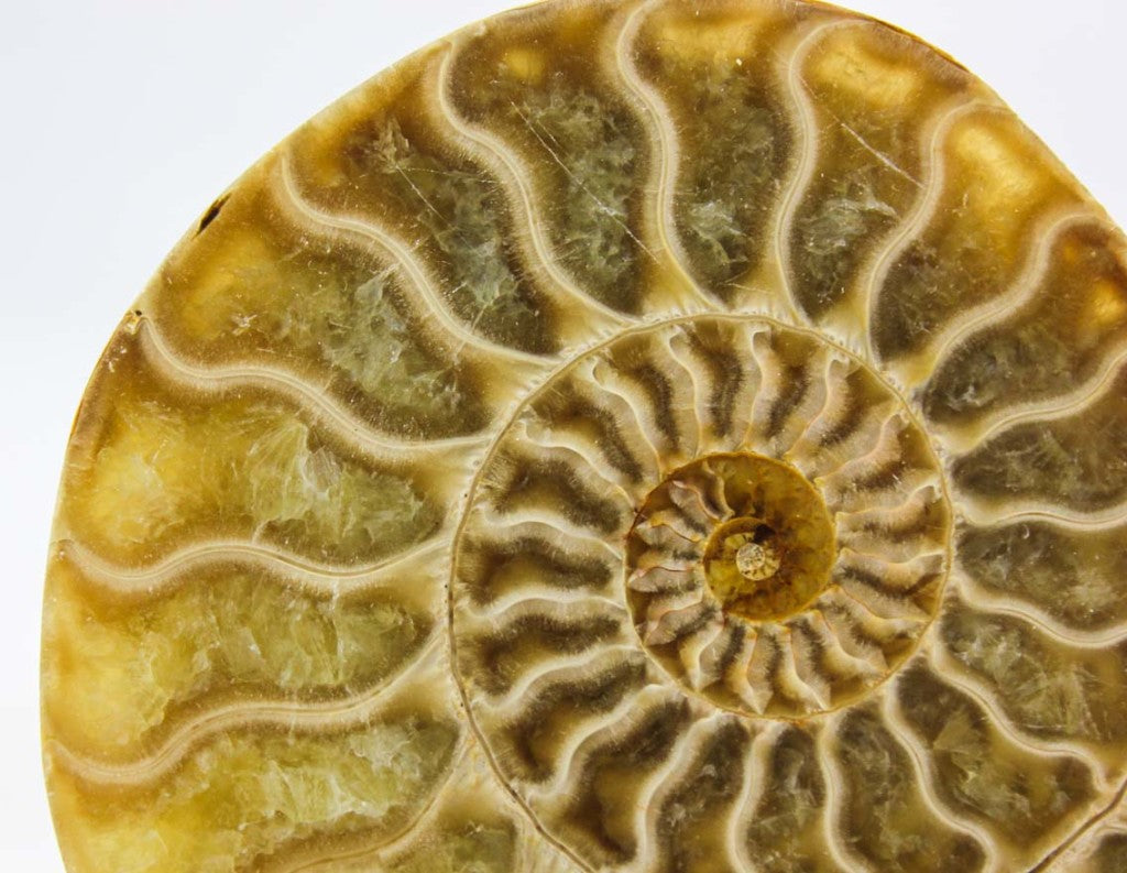 Ammonite