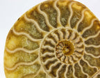 Ammonite