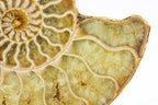 Ammonite