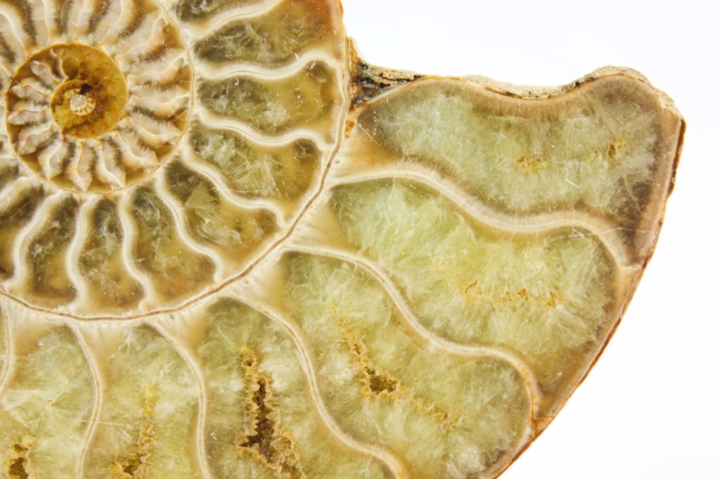 Ammonite