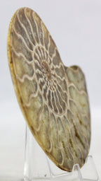 Ammonite