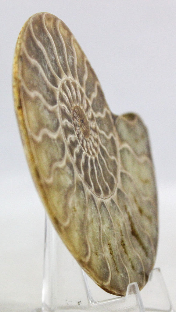 Ammonite