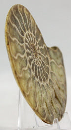 Ammonite