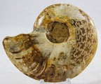 Ammonite
