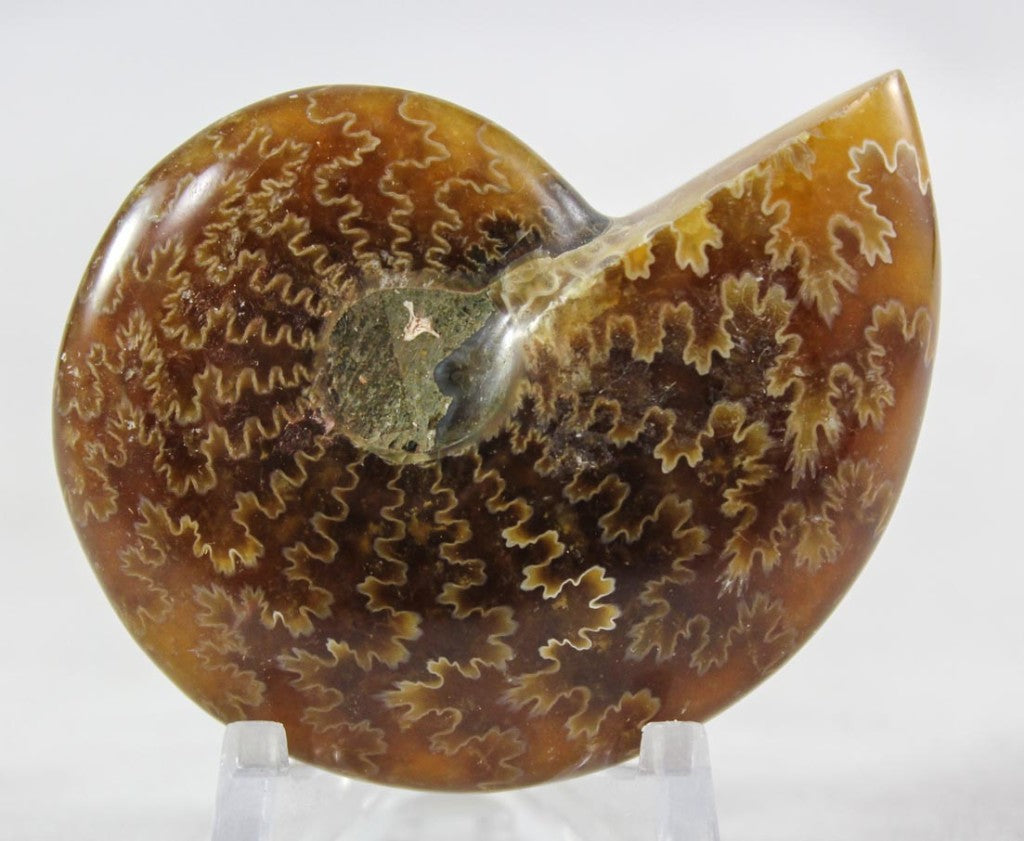 Ammonite