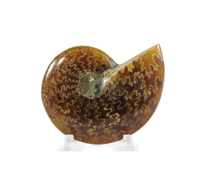 Ammonite