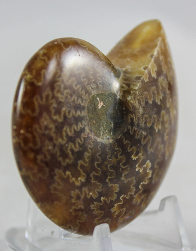Ammonite