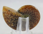 Ammonite