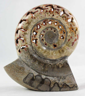 Ammonite